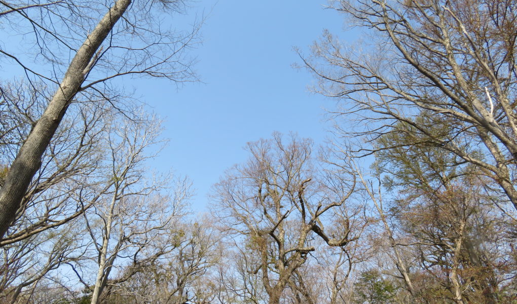 野幌の森に棲むツル