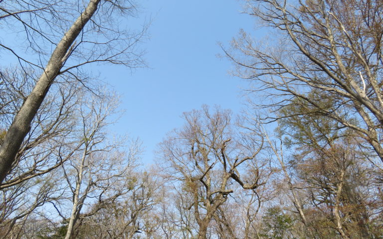 野幌の森に棲むツル